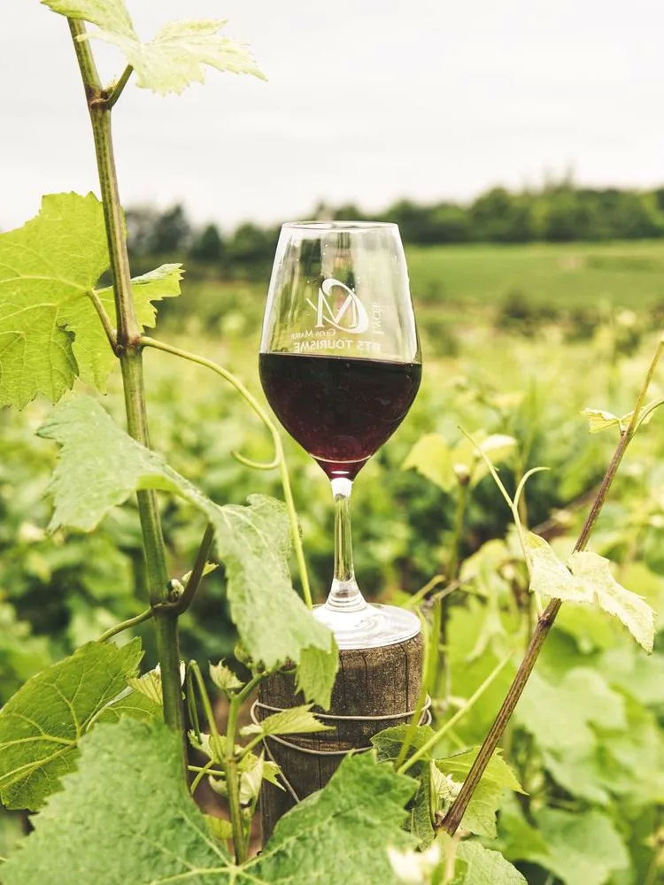 Glas Rotwein zwischen den Reben eines badischen Weinbergs